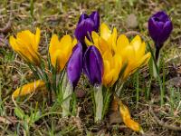 Gelbe Krokusgruppe umgeben von einzelnen violetten Krokussen